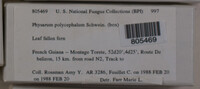 Physarum polycephalum image